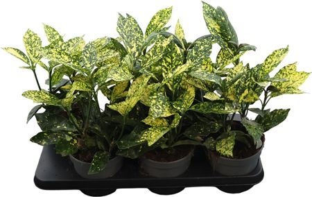 *aucuba Japonica 1 Nov Lijst