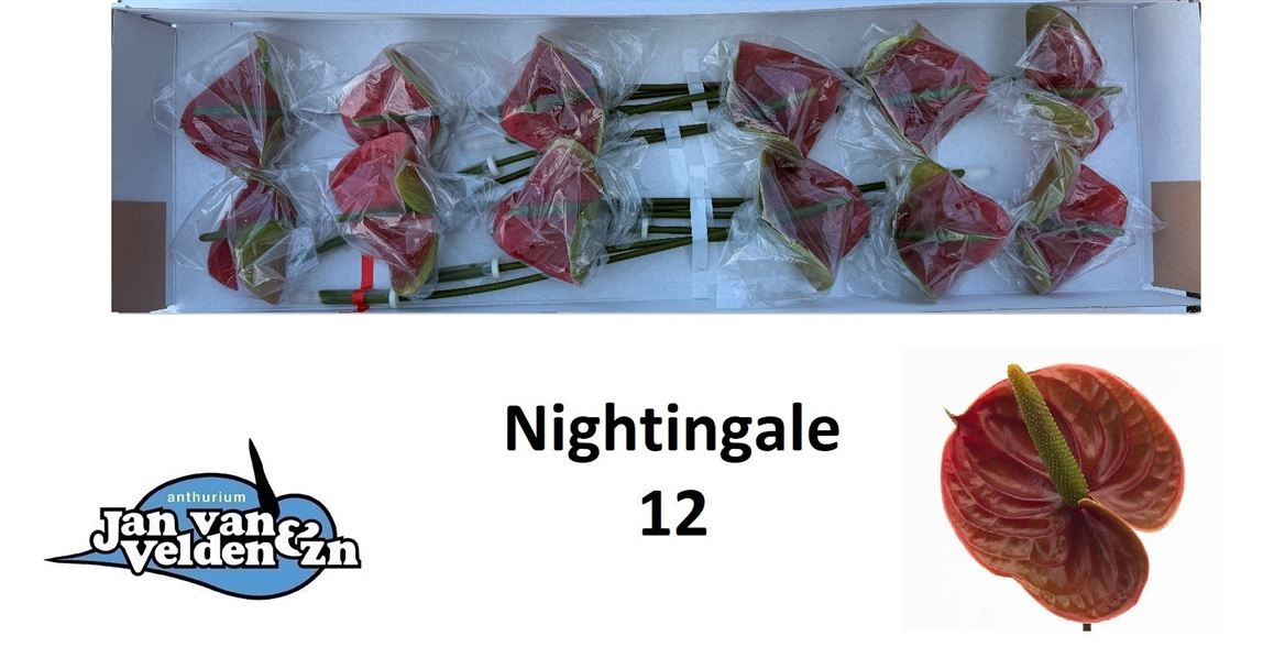 Anthurium Nightingale 13Ø