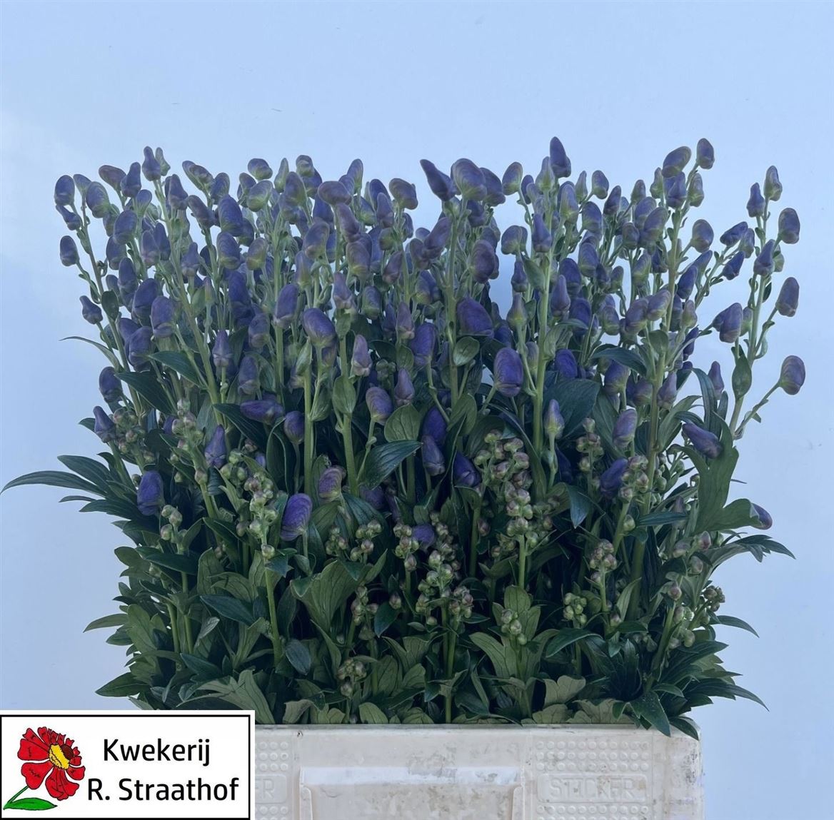 Aconitum Arensi 70cm