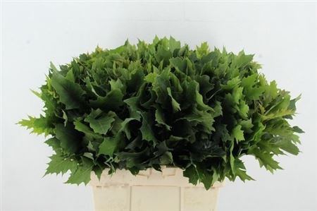 Quercus Rubra 60cm