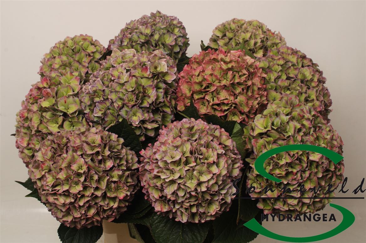 Hydrangea Rodeo Classic Pink 60cm 21Ø