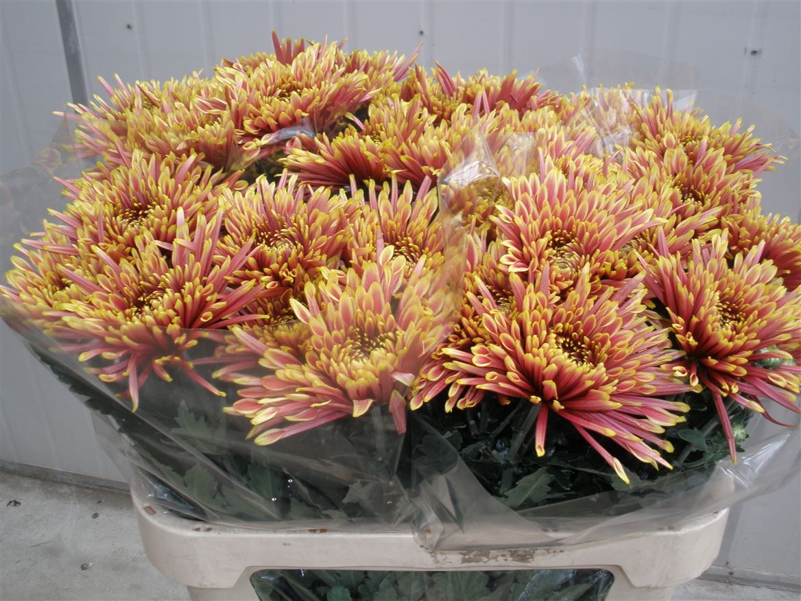 Chr G Tula Autumn 80cm 85gram
