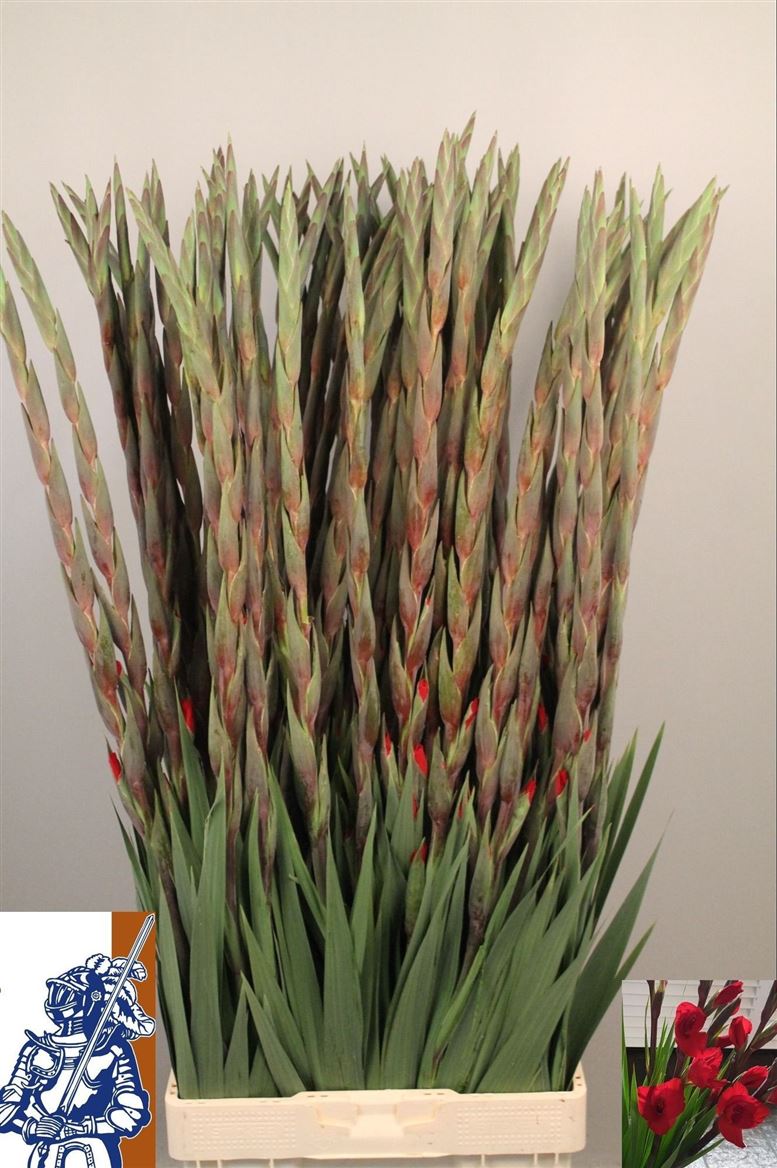 Gladiolus Costello 120cm 200gram