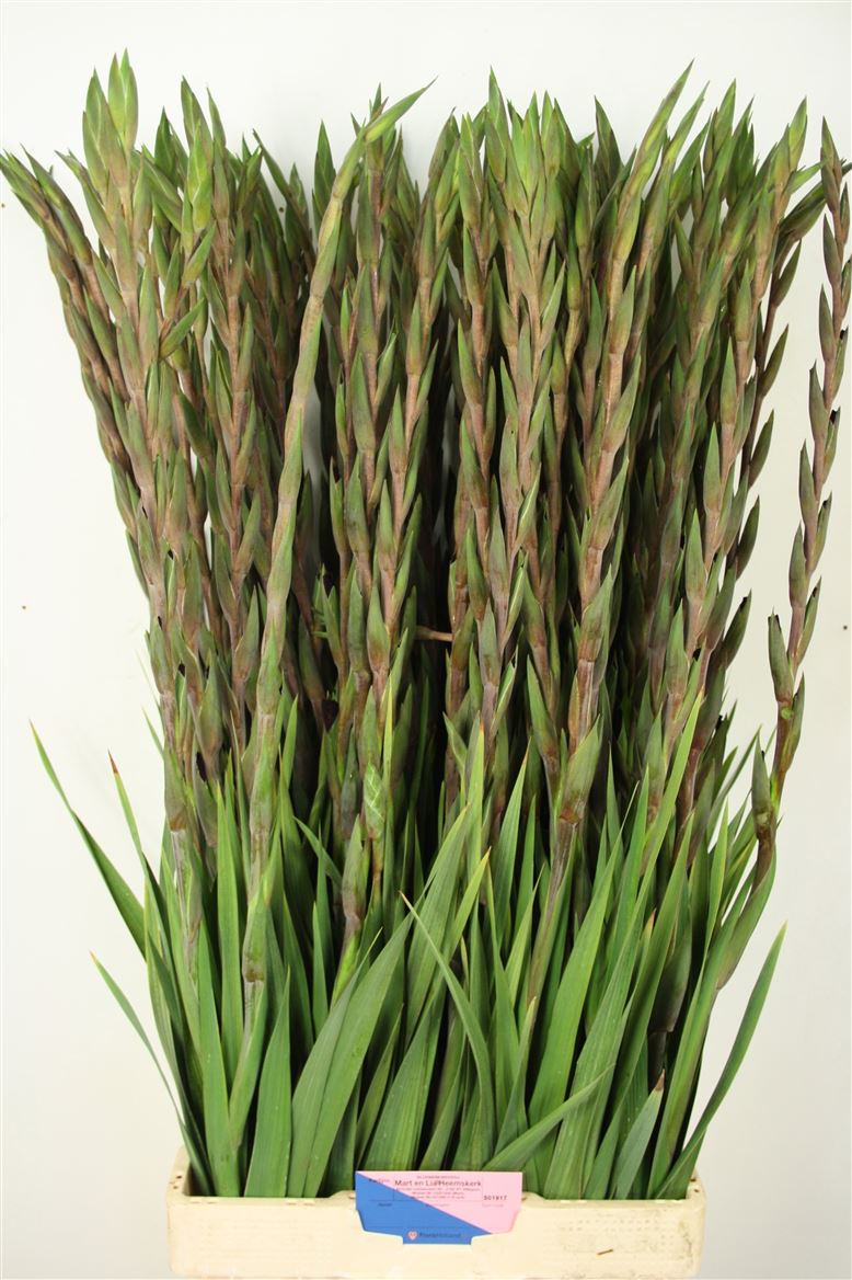 Gladiolus Fat Boy 110cm 180gram