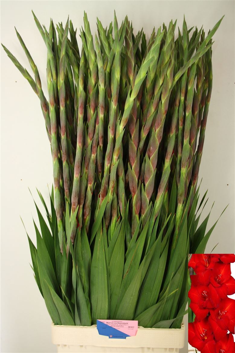 Gladiolus Red Balance 110cm 190gram