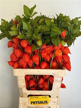 Physalis 70cm