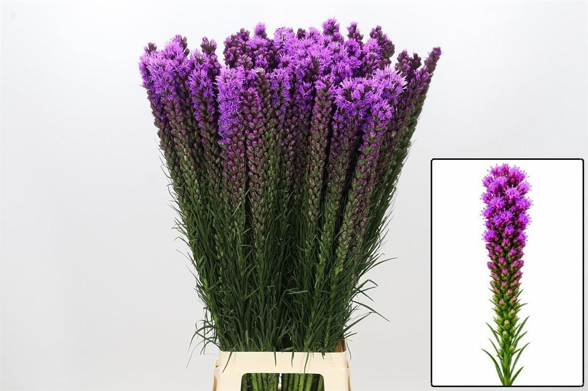 Liatris S Callilepis 90cm