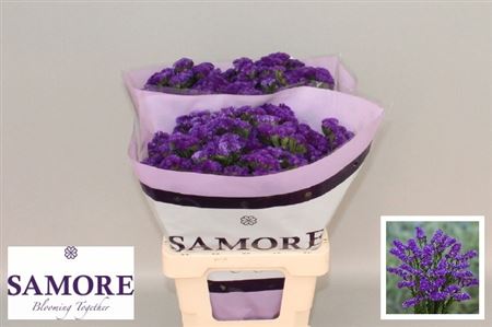 Limonium St Navy Sun Birds 60cm 56gram