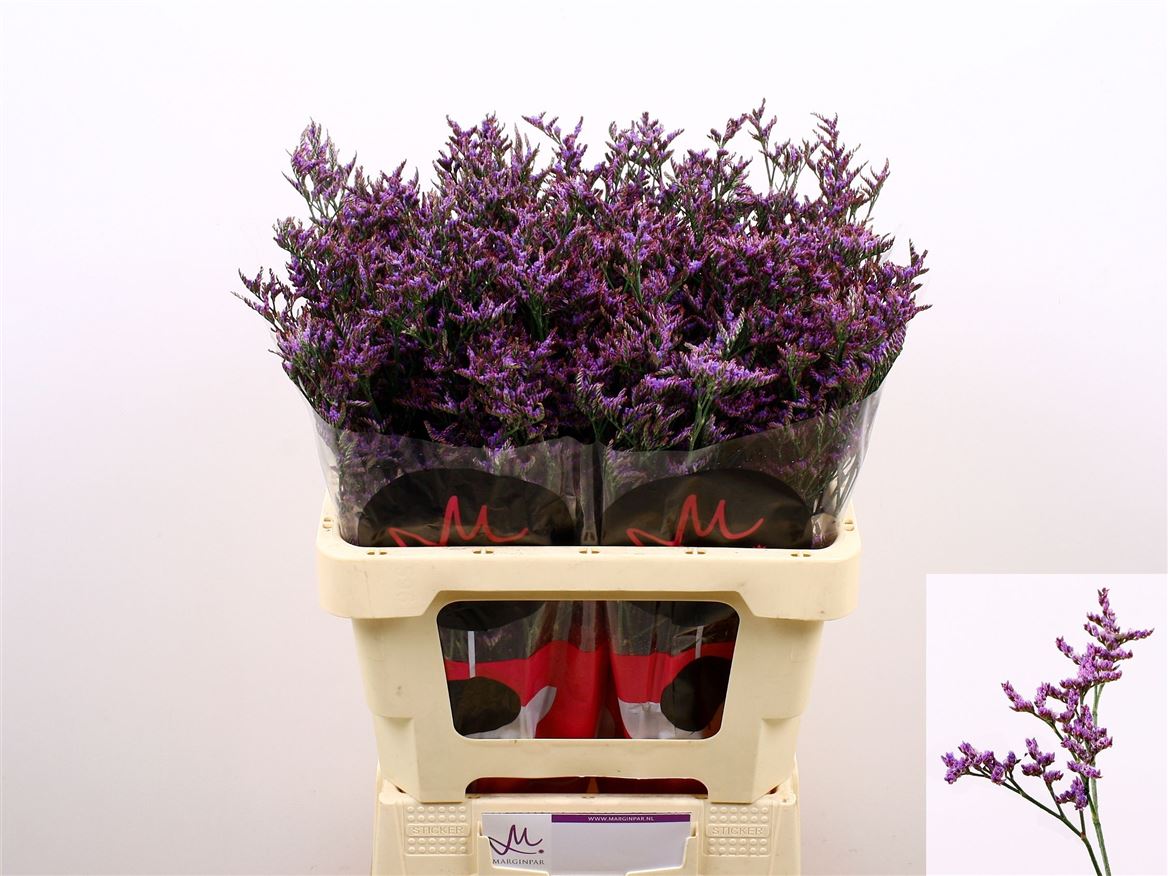 Limonium Saf Dark Blue 60cm 20gram