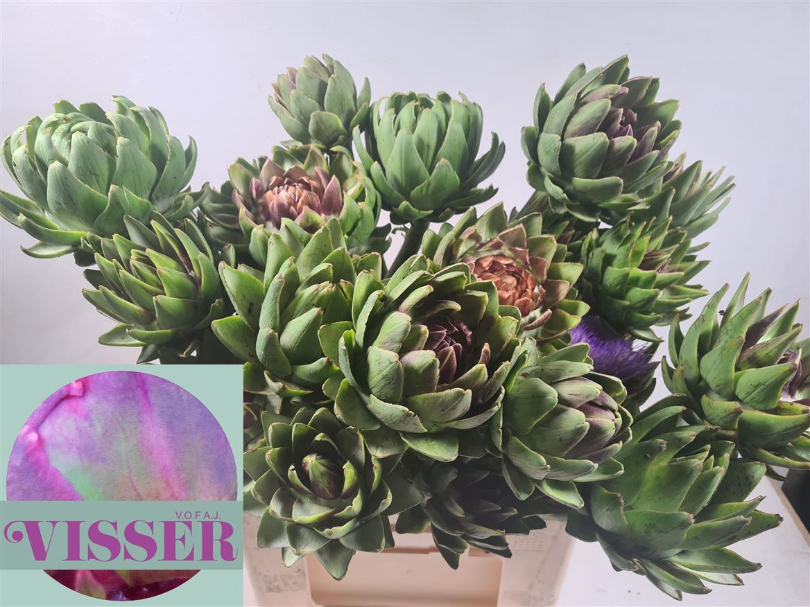 Cynara Sc Green Glob 70cm