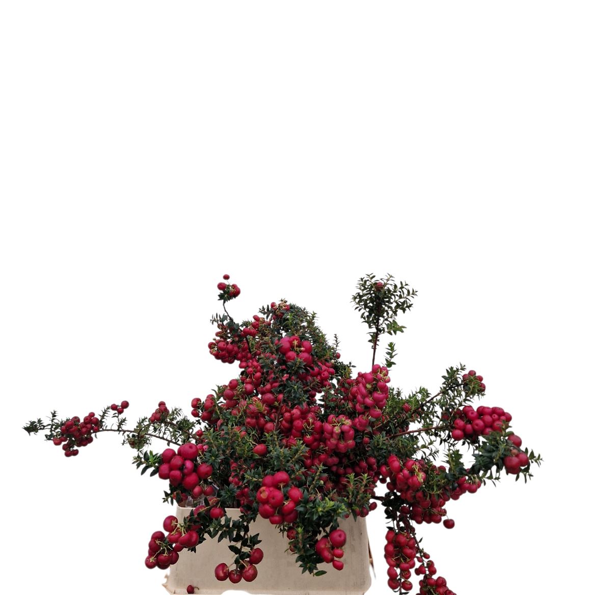 Pernettya Mucronata 100cm
