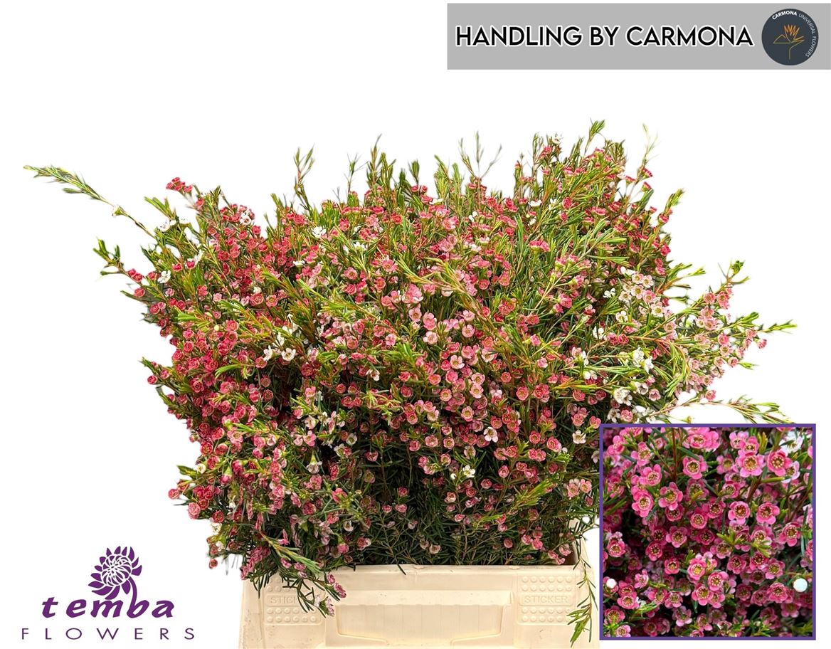 Chamelaucium My Sweet 16 40cm 20gram