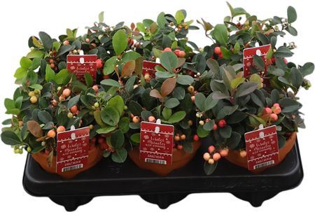 Gaultheria Procumbens Terracotta