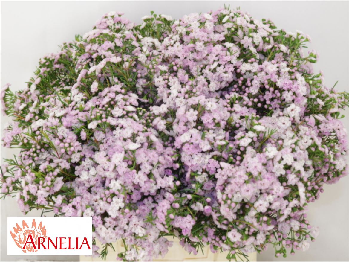 Chamelaucium Dancing Queen 40cm 20gram
