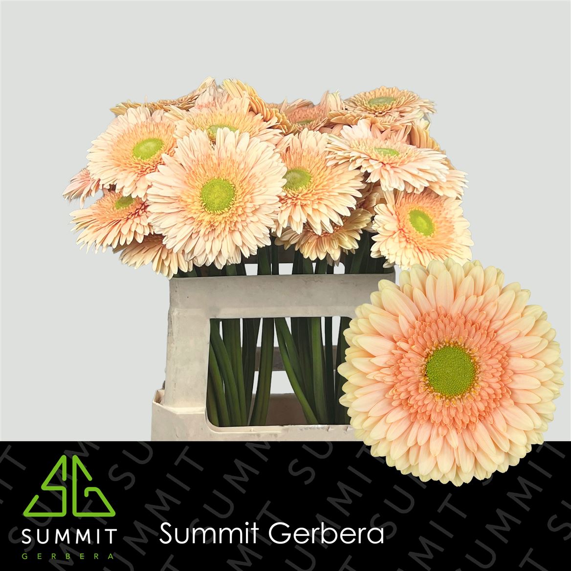Gerbera Carlita