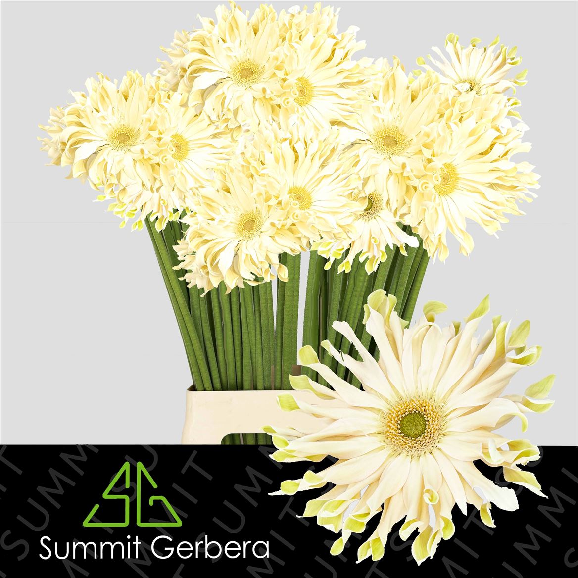 Gerbera Pasta Carbonara