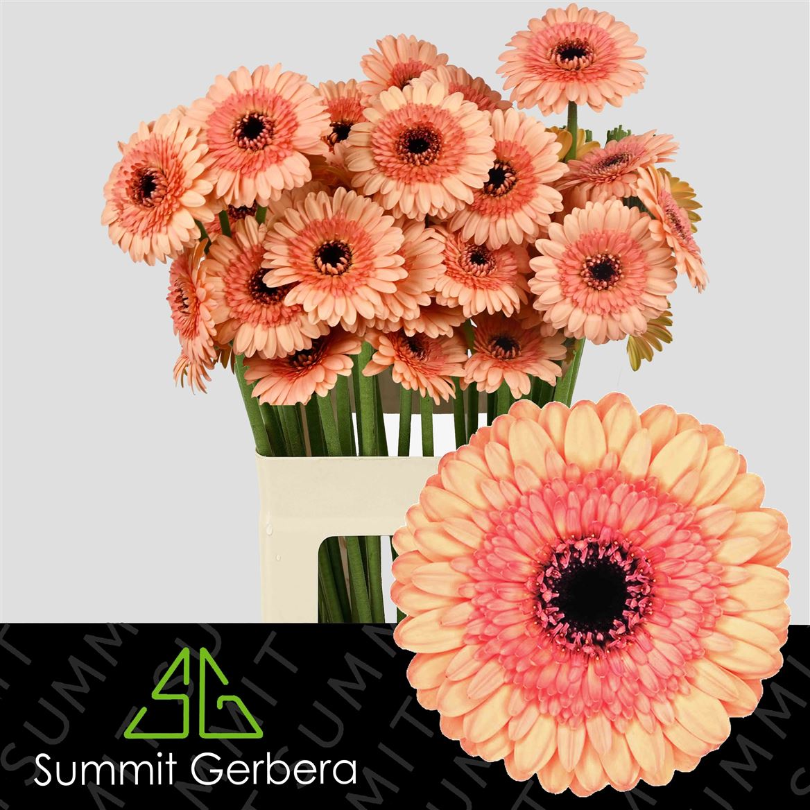 Gerbera Mini Oreo