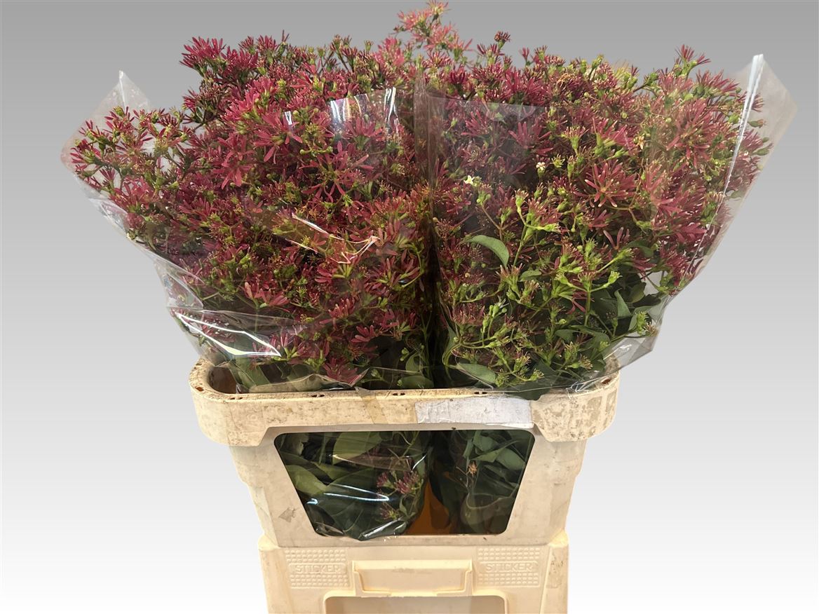 Hepta Ro Red Star 80cm
