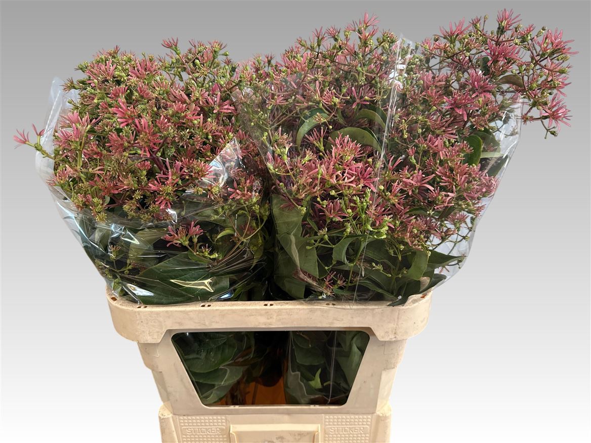 Hepta M Ro Pink Star 80cm