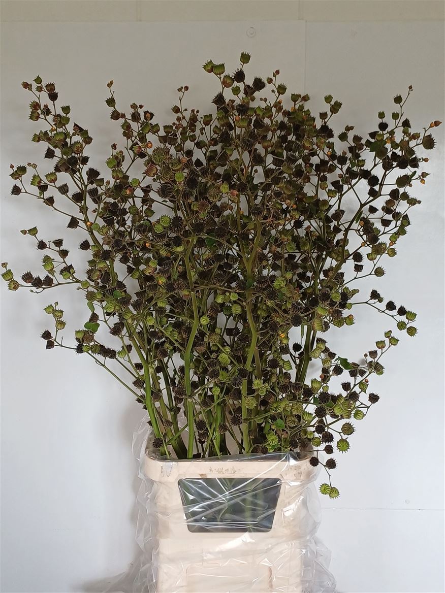 Lavatera 150cm