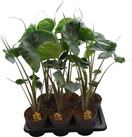 Alocasia Stingray