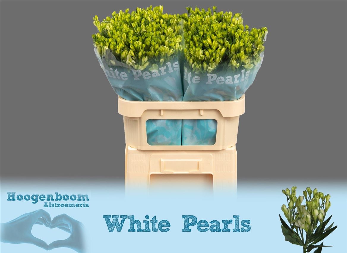 Alstroemeria Florinca White Pearls 75cm