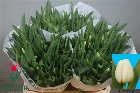 Tulipa Antarctica 42cm 37gram