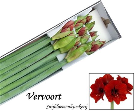Hippeastrum Ferrari 70cm