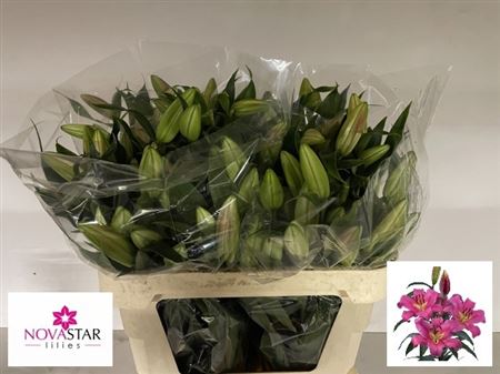 Lily Oriental Dorcey 75cm 3+