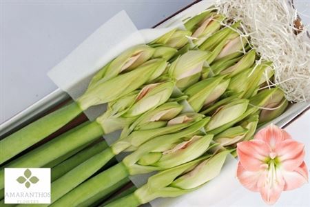 Hippeastrum Darling 70cm