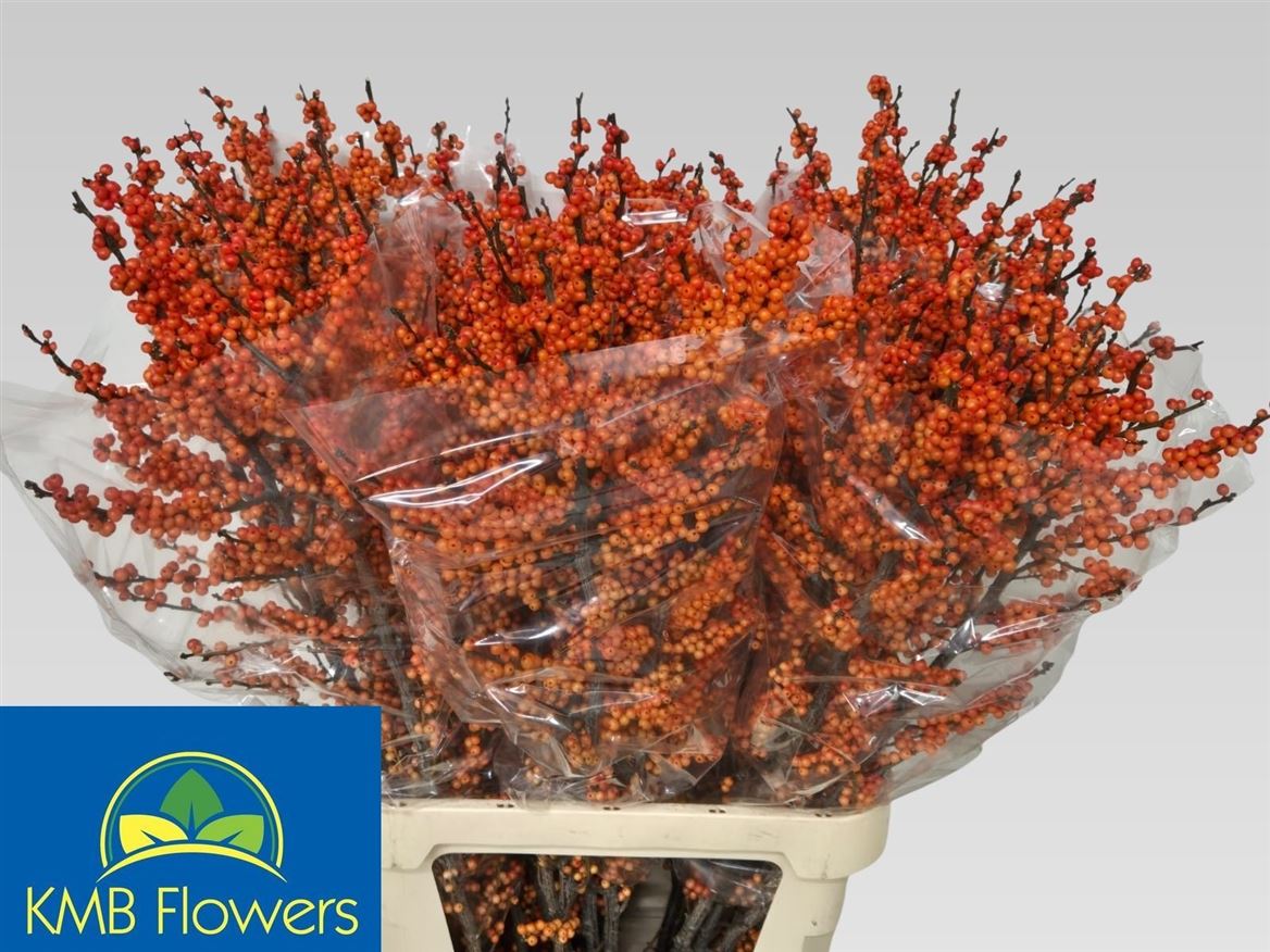 Ilex Winter Gold 120cm