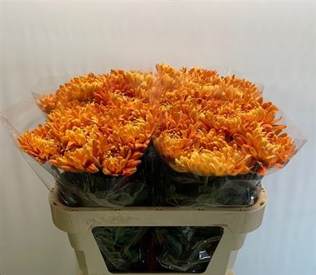 Chrysanth Single Astro 75cm 60gr.