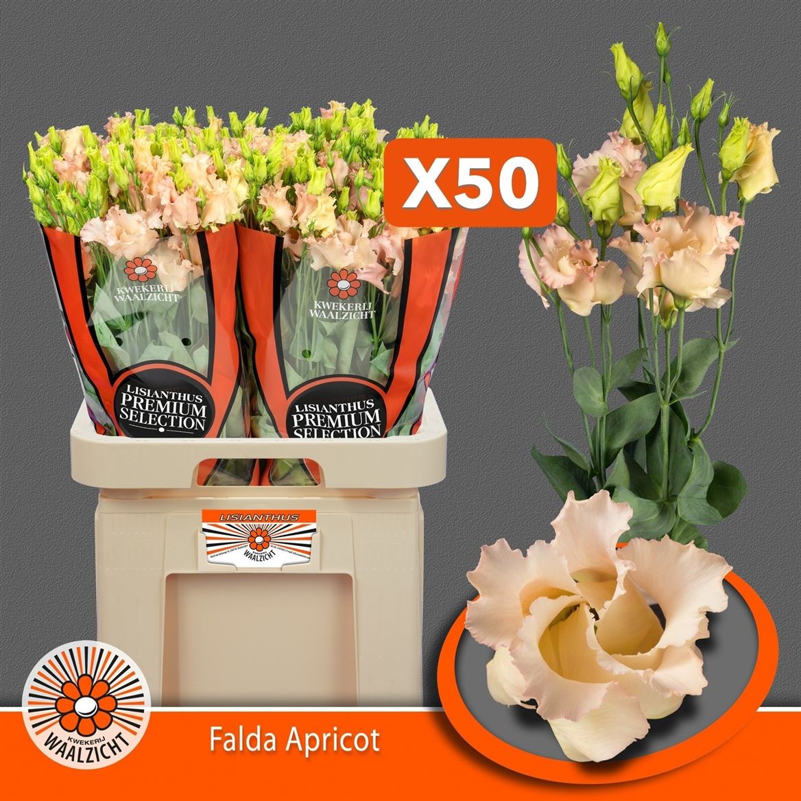 Lisianthus Single Falda Apricot 70cm