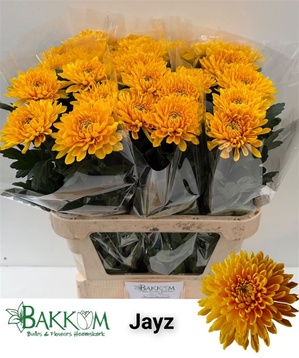 Chr G Jayz 80cm 110gr.