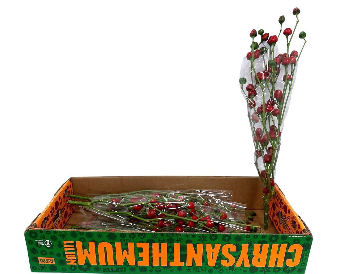 Peppers Per Stem 80cm