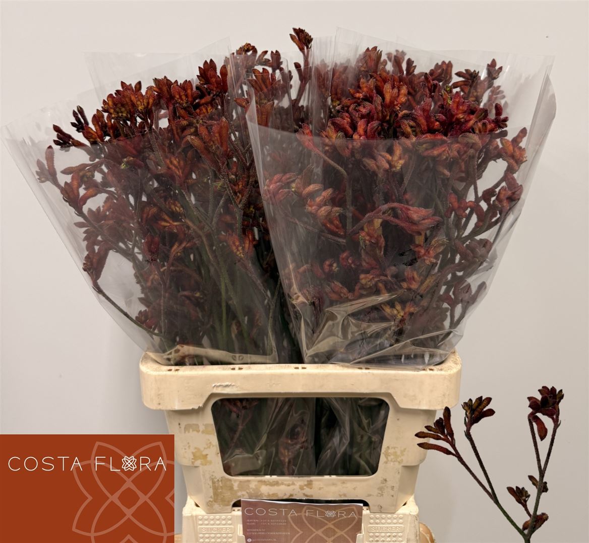 Anigoz Alinta 90cm