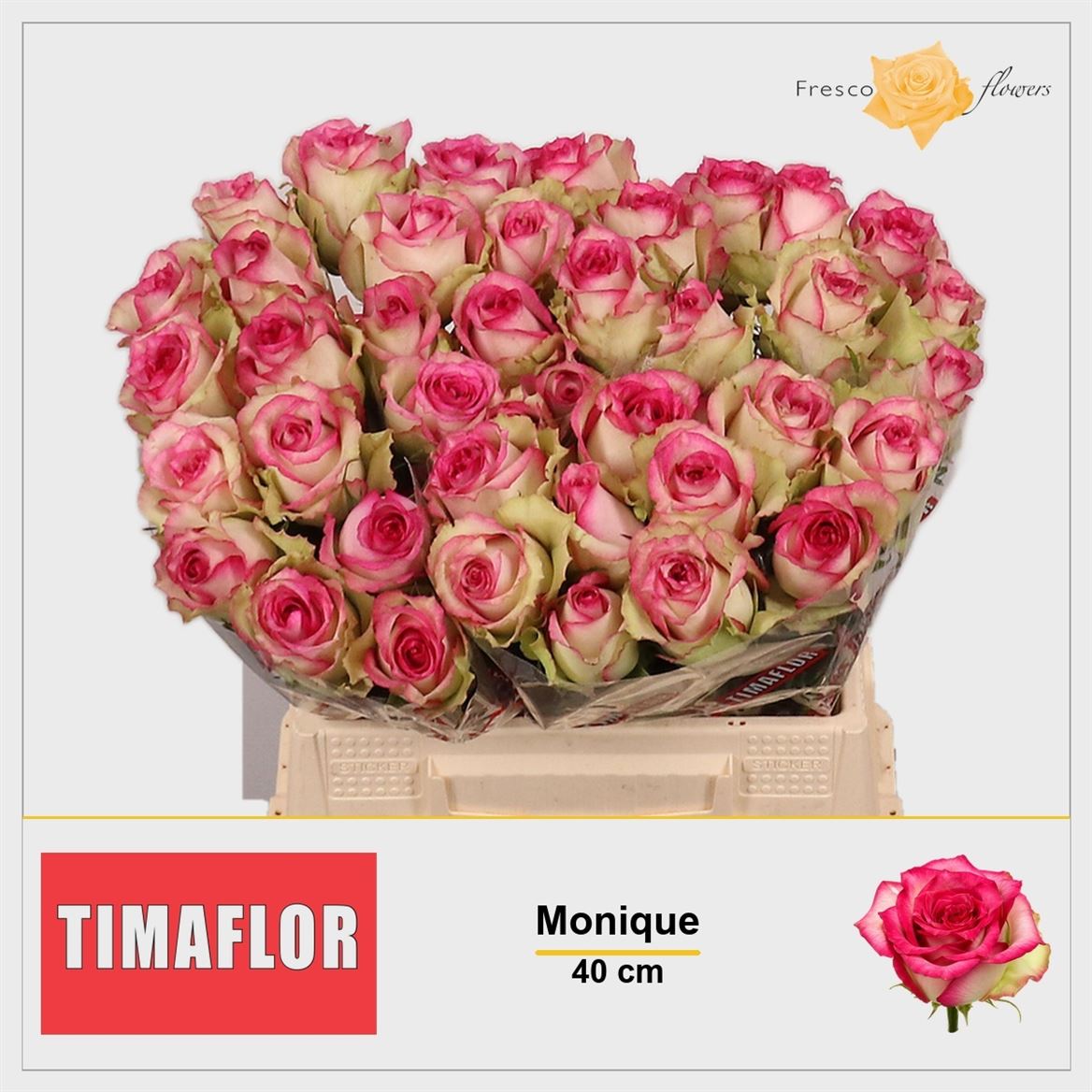 Rosa Monique 40cm