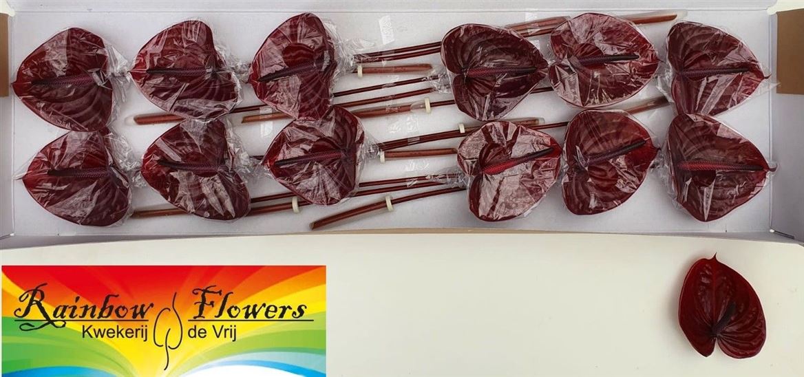 Anthurium Nero 13Ø