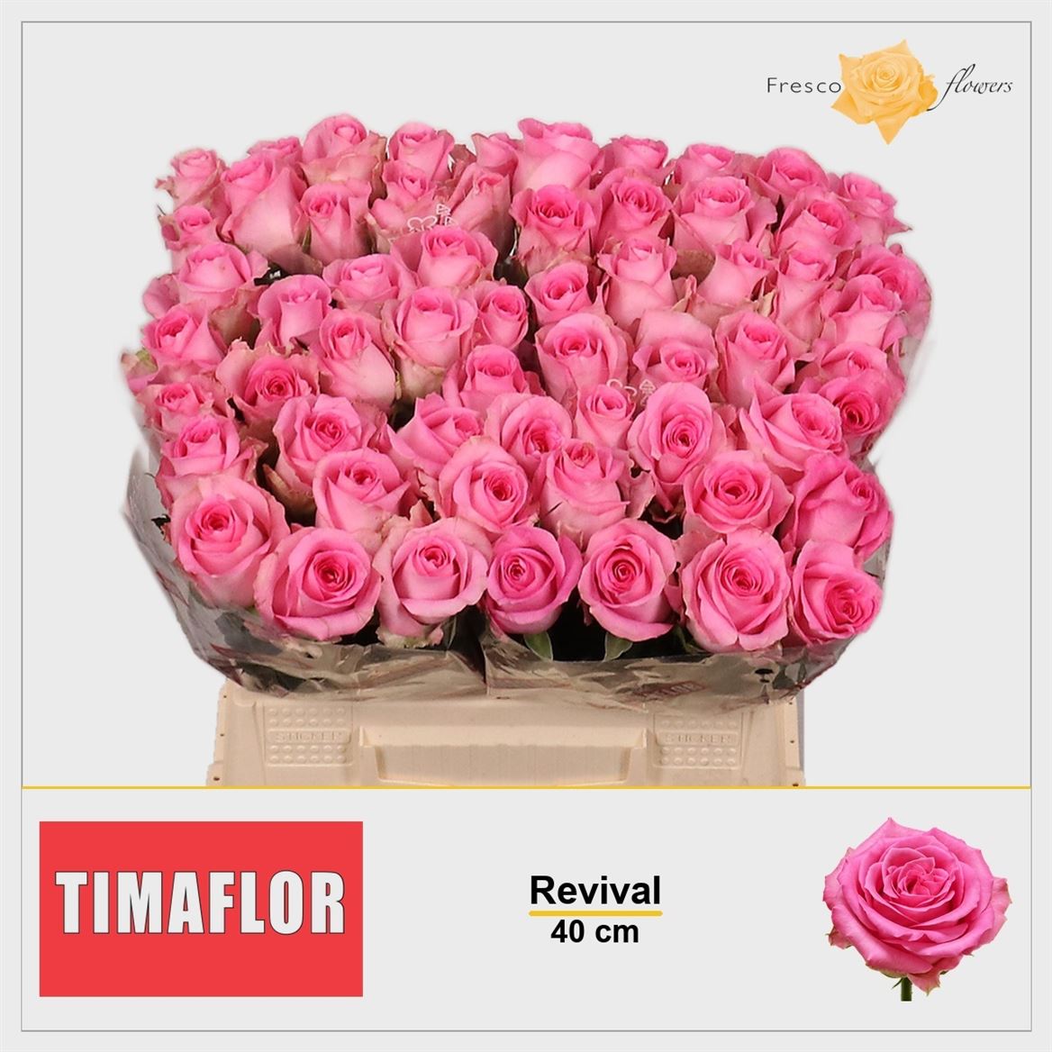 Rosa Revival 40cm