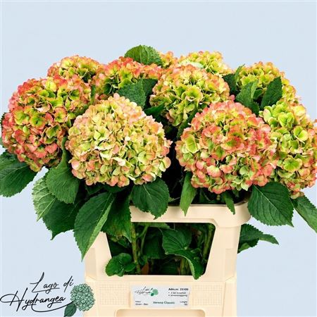 Hydrangea Verena Classic 80cm 20-22cm Hd