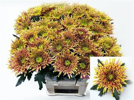 Chr G Tula Autumn 80cm 115gram