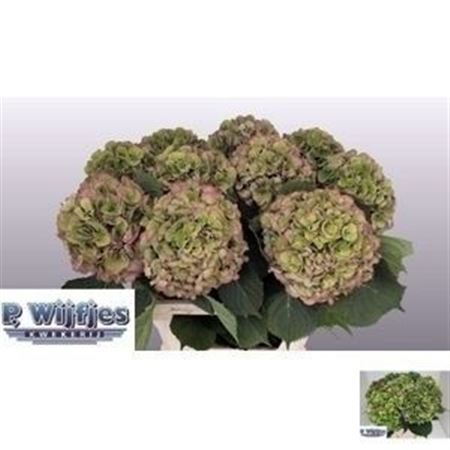 Hydrangea Elbtal Classic 80cm 22-24cm Hd