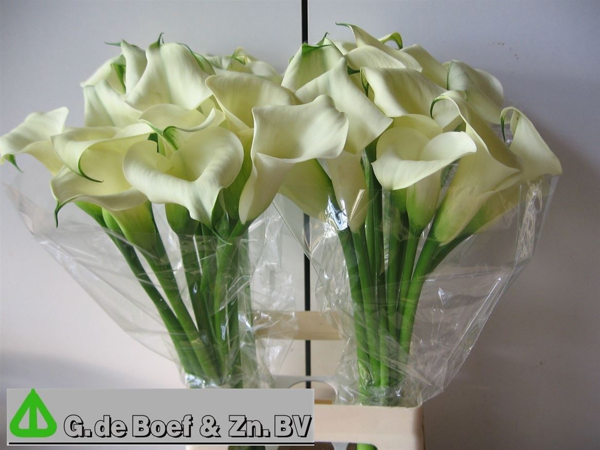 Calla Bridal Bliss 70cm