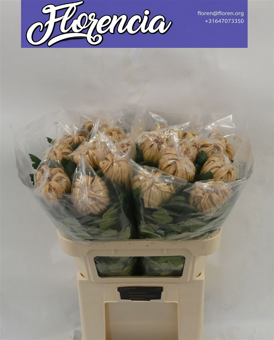 Chrysanth Single Vienna Copper 80cm 170gr.