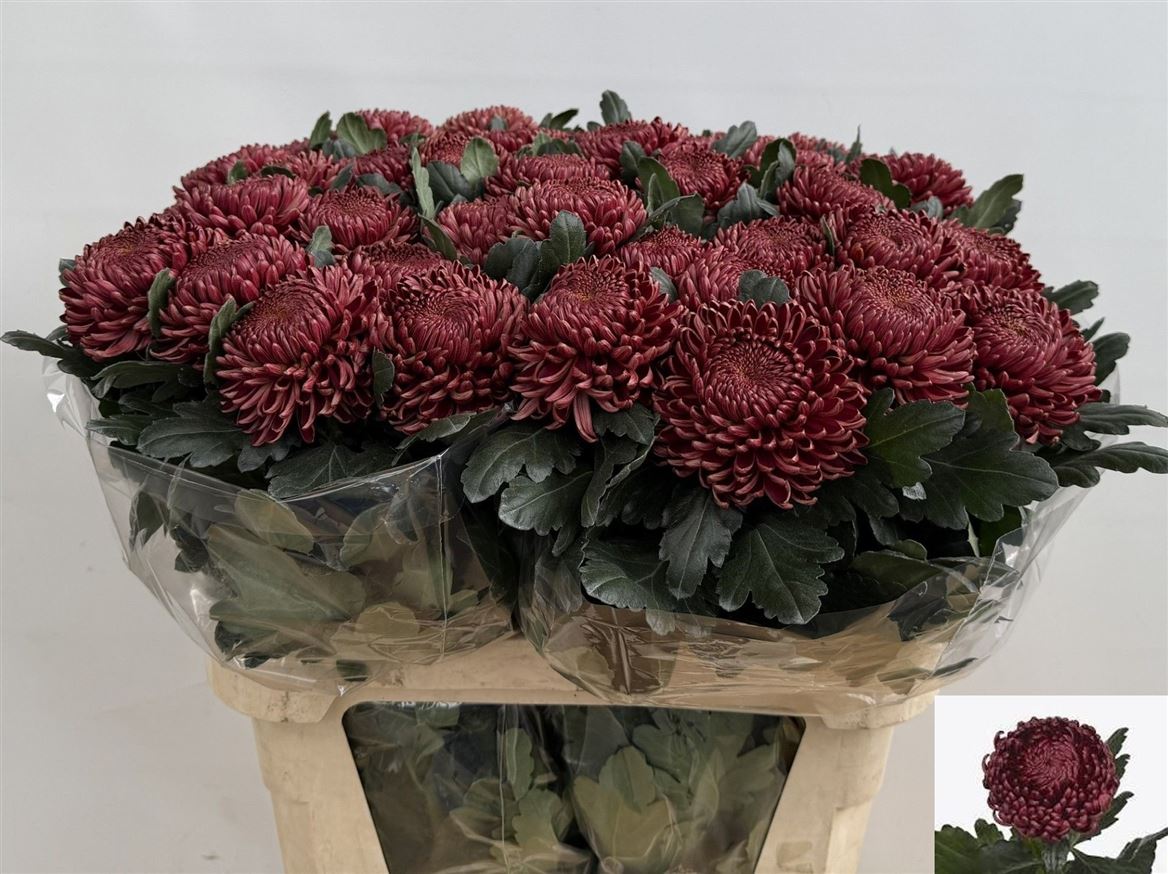 Chrysanth Single Bigoudi Red 80cm 125gr.