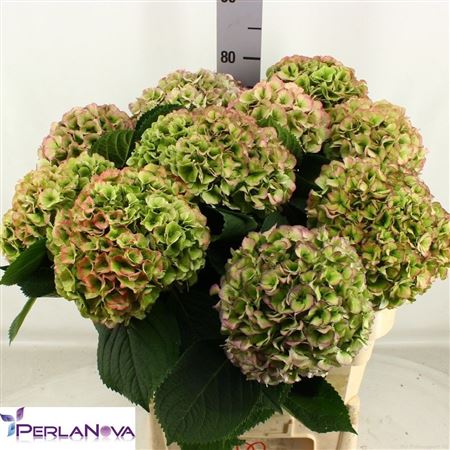 Hydrangea My Beautiful Heaven Classic 80cm 19-21cm Hd
