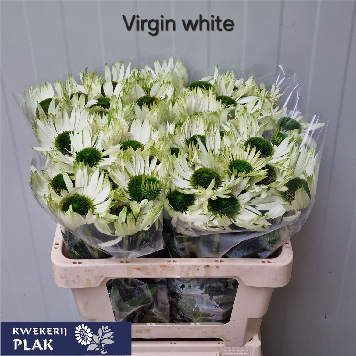 Echinacea Virgin 55cm
