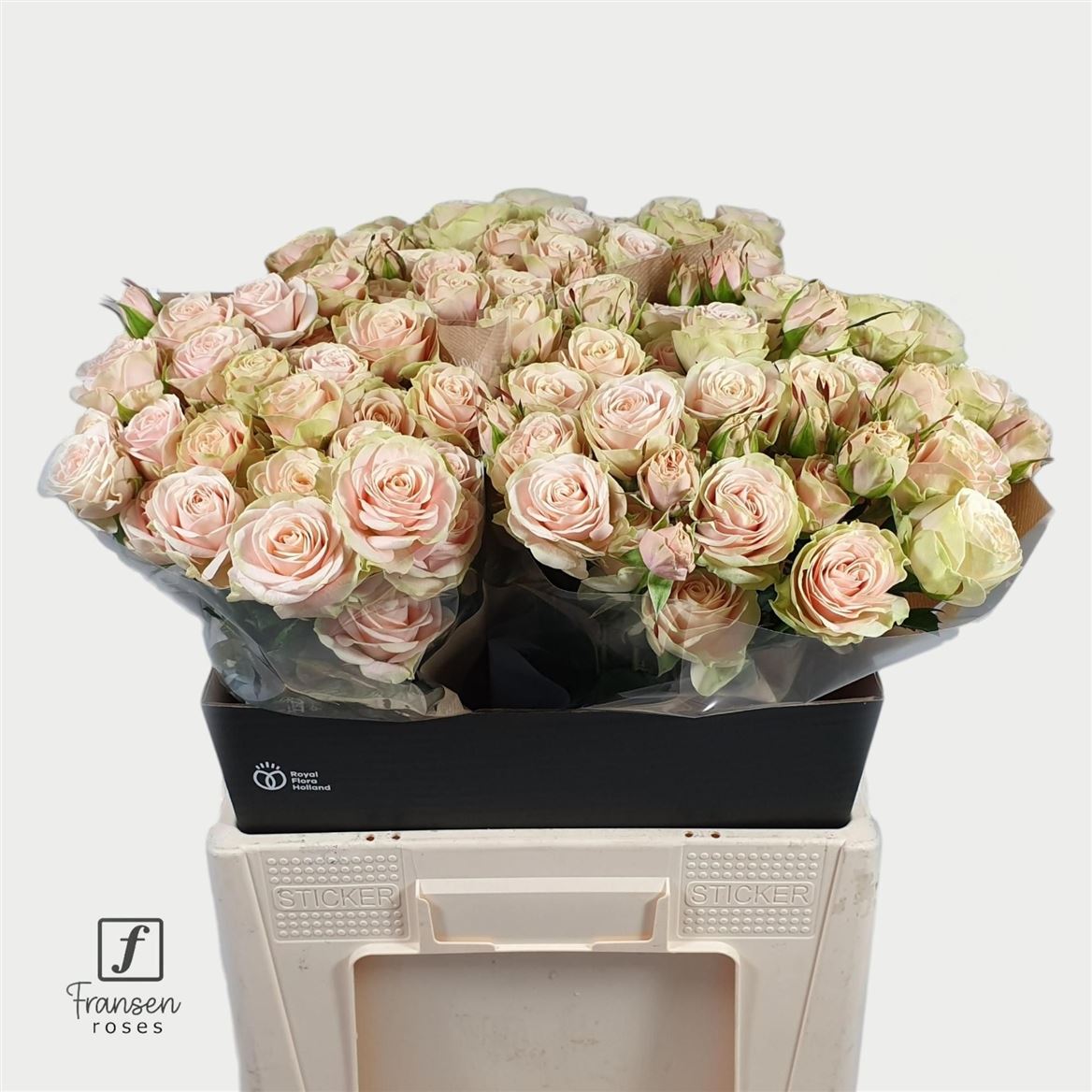 Rosa Spr Whitney 60cm