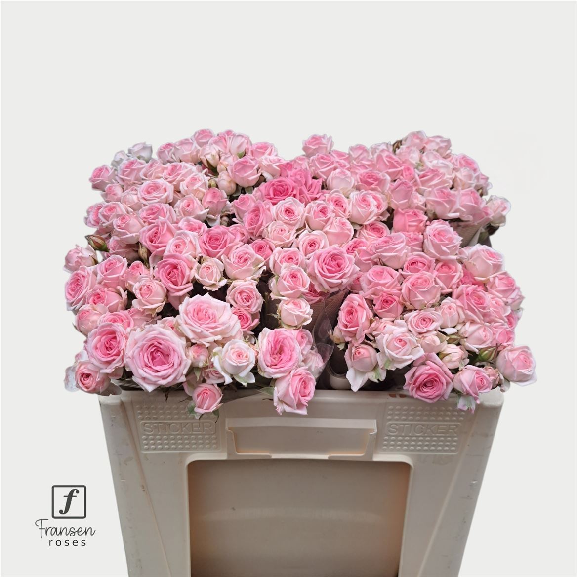 Rosa Spr Kate-lynn 50cm