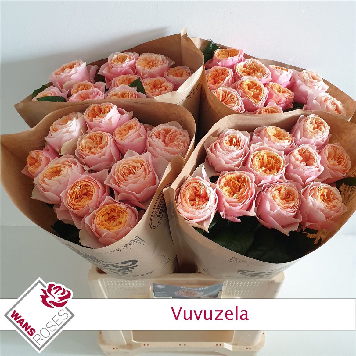 Rosa Garden Vuvuzela 60cm